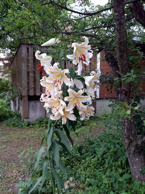 庭に咲く花の写真