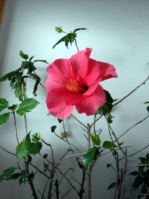 庭に咲く花の写真