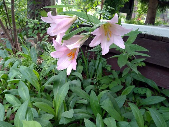 庭に咲く花の写真
