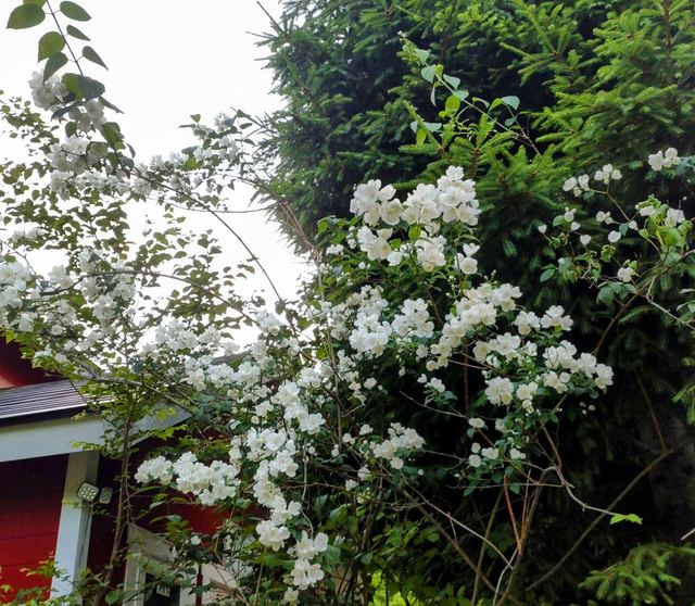 庭に咲く花の写真