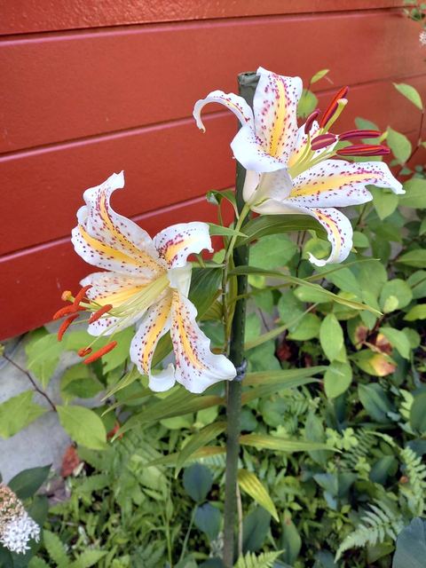 庭に咲く花の写真