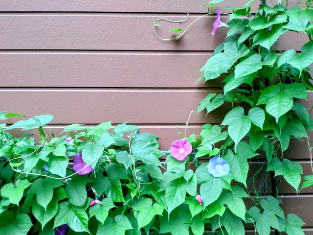 庭に咲く花の写真