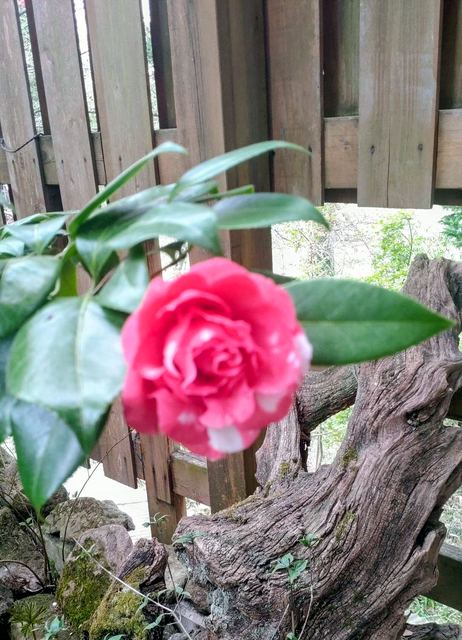 庭に咲く花の写真