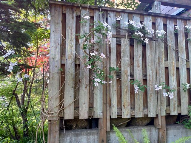 庭に咲く花の写真