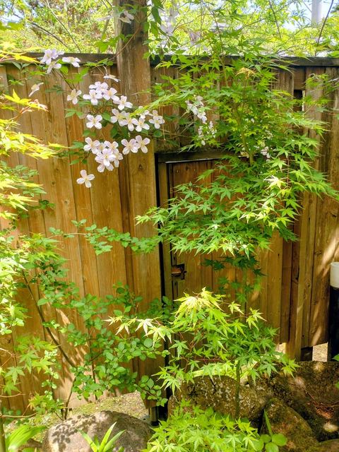 庭に咲く花の写真