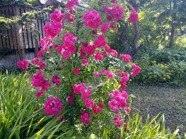 庭に咲く花の写真