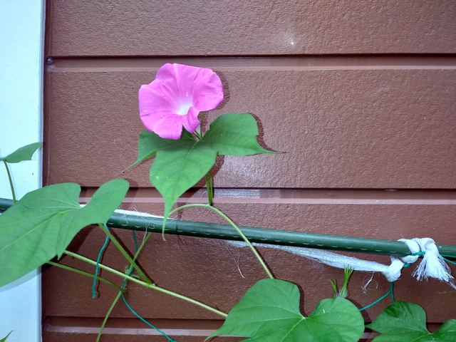庭に咲く花の写真