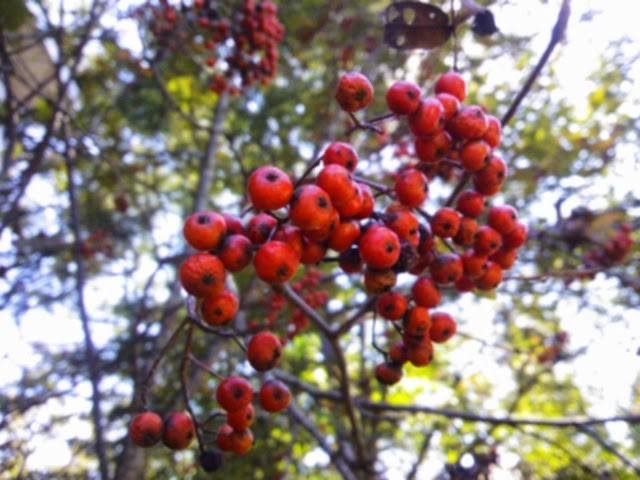 四季の風景・秋の写真