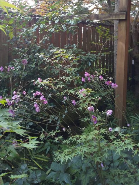 庭に咲く花の写真