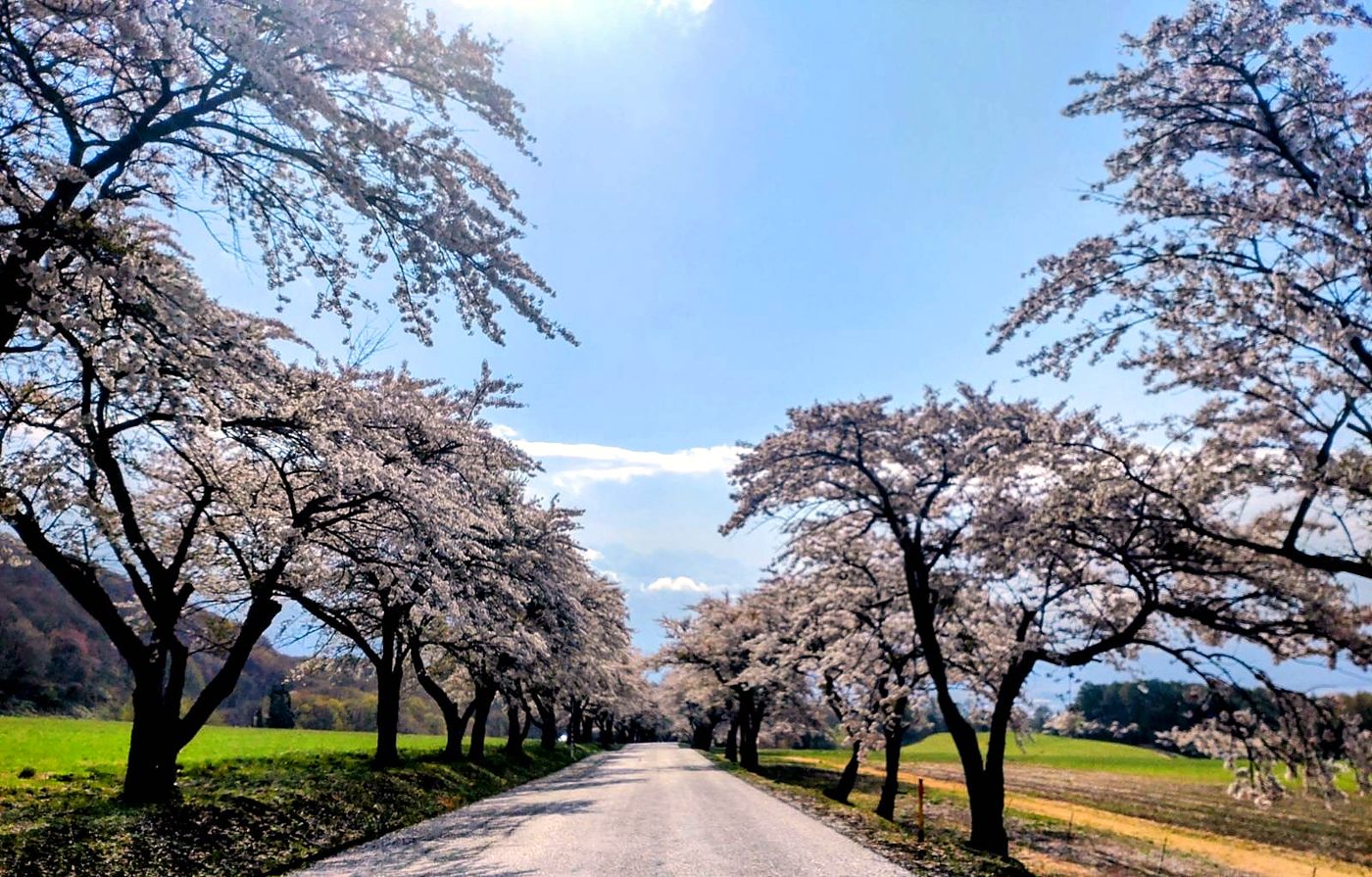青空の下に続く桜並木の道