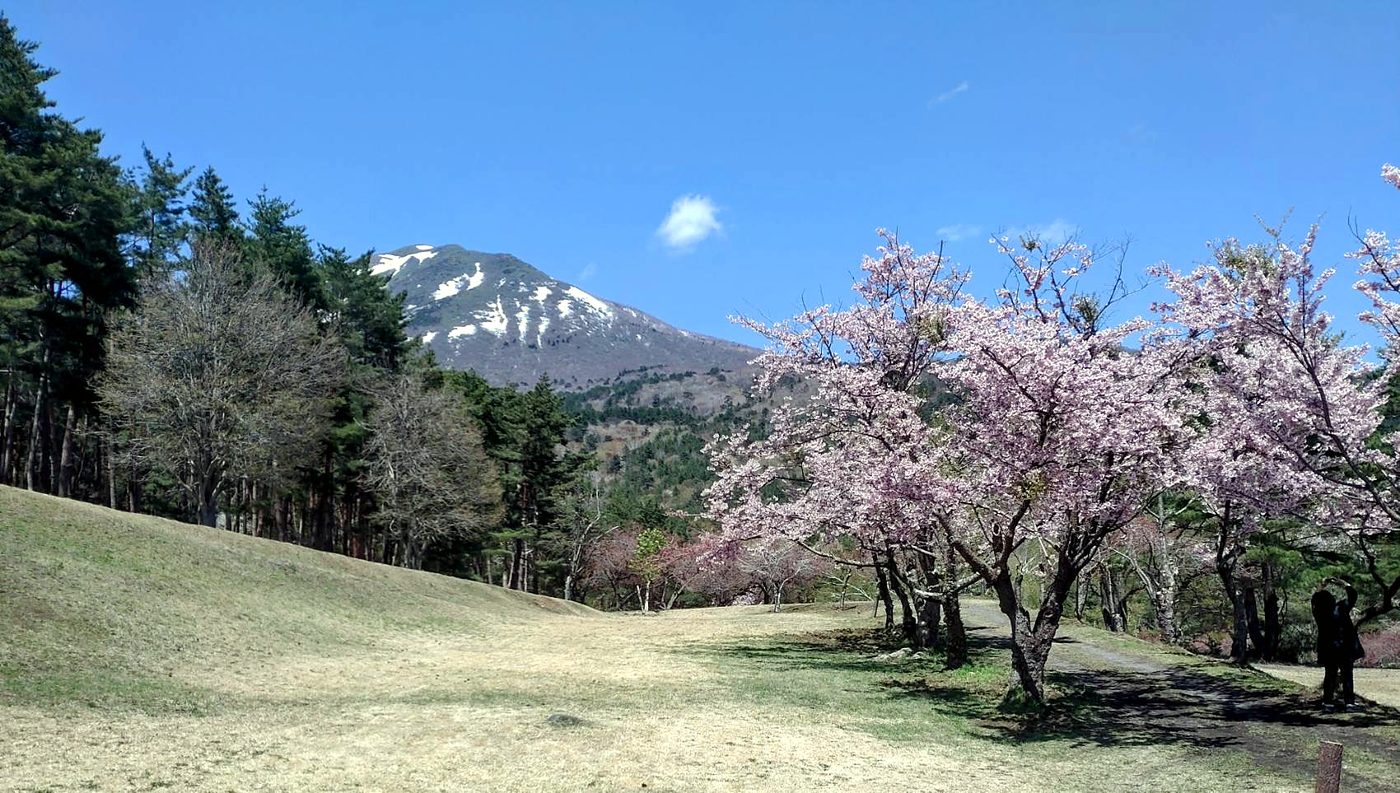 満開の桜と、雪の残る山